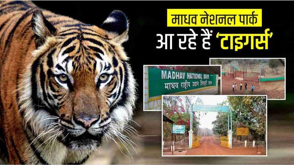 Tiger State MP में माधव नेशनल पार्क बाघों का नया घर, CM और Scindia शुक्रवार को छोड़ेंगे तीन टाइगर