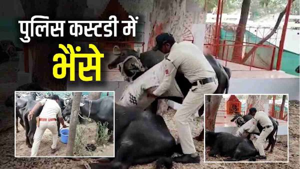 थाने में भैंसे: अलीराजपुर पुलिस की मेहमान बनी भैंसे, स्टाफ कर रहा खातिरदारी, जानिए पूरा मामला