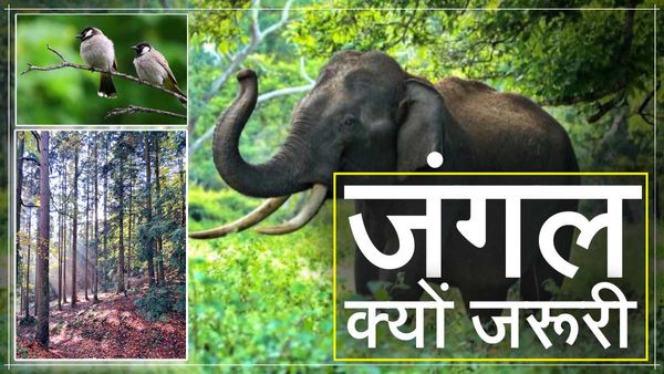 International Forest Day 2023: जल-जंगल और जमीन इंसानों के लिए क्यों जरूरी हैं? जानिए रोचक बातें