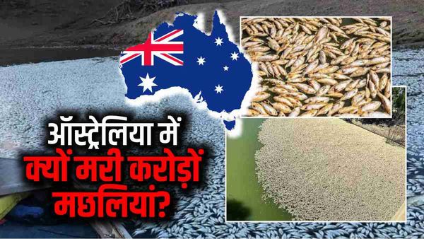 Australia mass fish deaths: ऑस्ट्रेलिया की दूसरी सबसे बड़ी नदी में मचा हाहाकार, अचानक मरने लगीं मछलियां