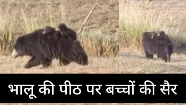 मां की ममता: दो बच्चों को पीठ में बैठाकर मादा भालू चली जंगल की सैर करने, पर्यटकों ने किया कैमरे में कैद