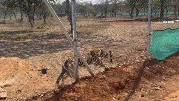 Shivpuri: टाइगर भागा नहीं, बाड़े में सुरक्षित, तनाव में खाना नहीं खाया, इधर बाघिन ने बकरे का किया शिकार