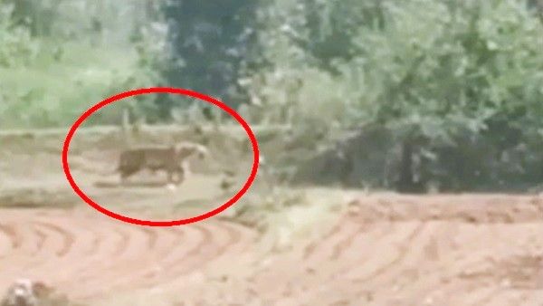 खजुराहोः टाइगर ने गांव में डाला डेरा, खेतों में कर रहा शिकार, हाथीदल को भी खूब छका रहा