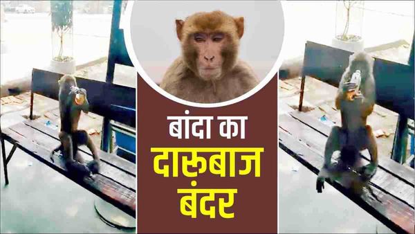 Banda का दारूबाज बंदर, लत ऐसी कि शराबियों के हाथों से छीन लेता है बोतल, फिर गटागट पी जाता है पूरी शराब