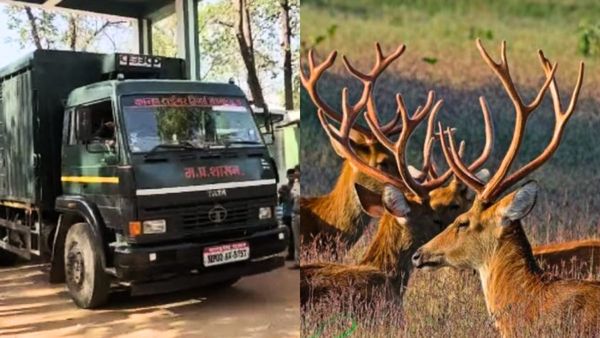 Barasingha in Bandhavgarh: कान्हा से सकुशल बांधवगढ़ टाइगर रिजर्व पहुँचे 19 बारहसिंगे, बढ़ेगा कुनवा