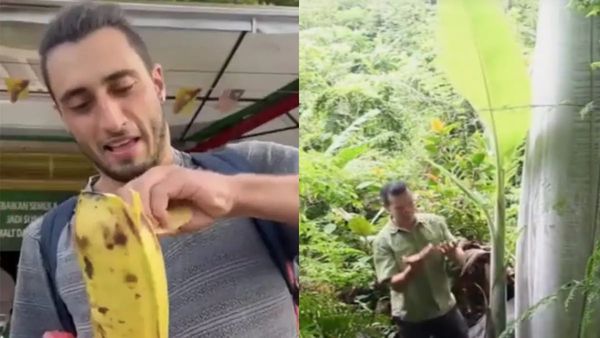 Video: नारियल के पेड़ जितना ऊंचा होता है इस केले का पेड़, नवजात बच्‍चे के बराबर होता है एक केले का वजन