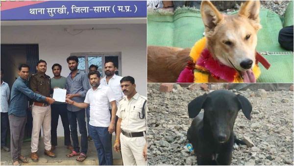 अजब-गजब: कुत्ते-कुतिया की शादी में भी 'लव-जिहाद', संगठनों के विरोध के बाद शादी कैंसिल