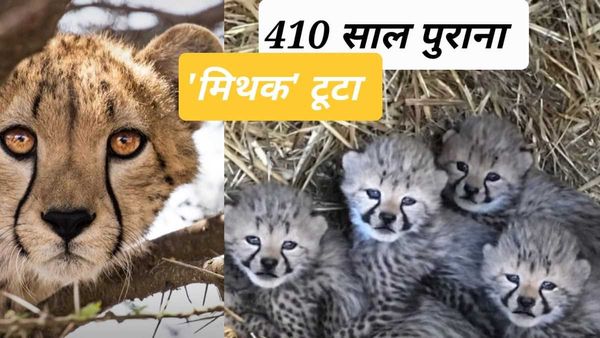 कूनो चीता प्रोजेक्टः ‘सियाया’ ने बाड़े में 4 शावकों को जन्म देकर 410 साल का 