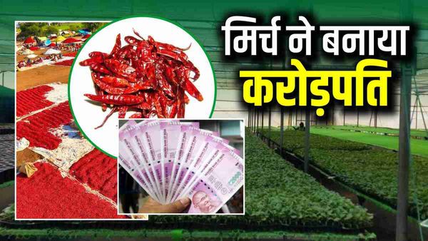 MP: मिर्च के पौधों ने किसान को बनाया करोड़पति, इस ट्रिक से हुआ बंपर फायदा