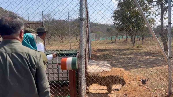 Tiger Relocation Project: शिवपुरी की धरती पर 34 साल बाद टाइगर ने रखा कदम, पिंजरे से बाहर आते ही गुर्राया