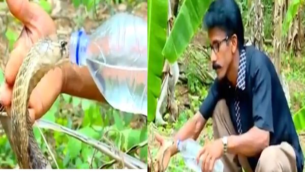 Video: प्‍यास से गुस्‍से में आए दो कोबरा को देख शख्‍स पिलाने लगा उन्‍हें पानी, देखें फिर क्‍या हुआ ?