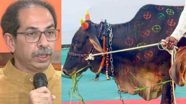 Uddhav Cow Urine: पूर्व सीएम का तीखा सवाल, क्या गोमूत्र छिड़कने से आजाद हो गया भारत?