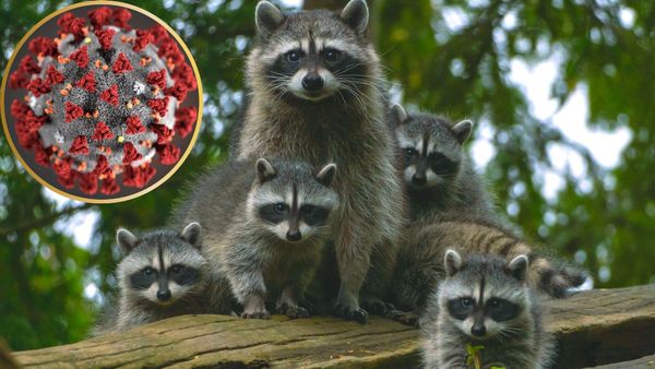 चमगादड़ से नहीं रैकून से आया कोरोना, चीन में कोरोना फैलने को लेकर वैज्ञानिकों ने किया सबसे बड़ा दावा