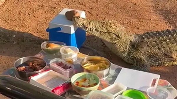 Crocodile Video: बुजुर्गों की पिकनिक में दहशत फैलाने पहुंच गया मगरमच्छ, जबड़े में आइसबॉक्स दबाकर किया हैरान