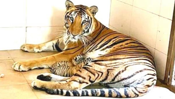 MP News: होली के त्यौहार में गांधी प्राणी उद्यान में गूंजी किलकारी, बाघिन दुर्गा ने दो शावकों को दिया जन्म