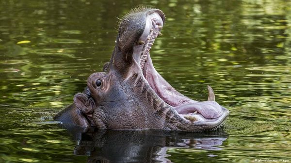 भारत आएंगे ड्रग लॉर्ड पाब्लो के हिप्पो