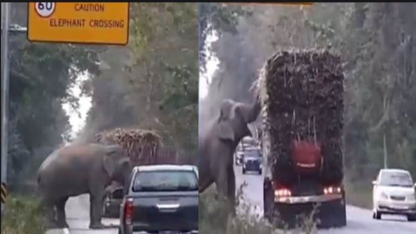 बीच सड़क पर हाथी की 'दबंगई', ट्रक के सामने आकर वसूला टोल टैक्स! Video Viral