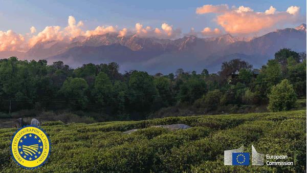 हिमाचल के लिए खुशखबरी, कांगड़ा चाय को मिला GI टैग, जानें इसकी खासियत?