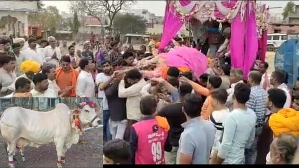 दूध का कर्ज़: बैंड बाजे नृत्य के साथ निकली गौमाता की अंतिमयात्रा, समाधि के बाद अब बनेगा मंदिर