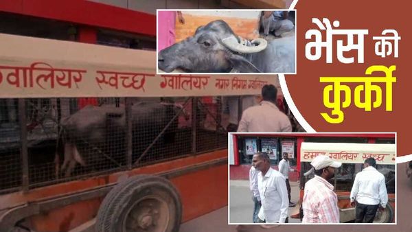 Gwalior News: डेयरी संचालक ने नहीं चुकाया पानी का बिल, नगर निगम के अधिकारी उठा ले गए भैंस