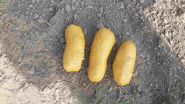 पंजाब: भारत-पाकिस्तान बॉर्डर के पास 'हेरोइन' की तस्करी की कोशिश, BSF ने बरामद किए तीन पैकेट नशीले पदार्थ