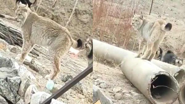 Video: 'बिल्ली' की तरह दिखने वाला बेहद खूंखार है ये दुर्लभ जानवर, अचानक पहाड़ों से आया सामने