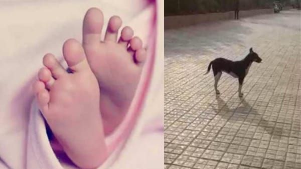 Indore News: नवजात का शव मुंह में दबाकर घूम रहा था कुत्ता, इंदौर में दिल दहला देने वाली घटना