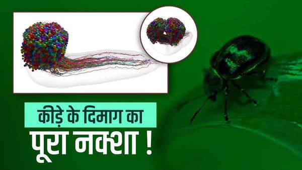 Insect Brain Map: क्या कीट पतंगों में भी होता है दिमाग? साइंटिस्ट्स ने किया 'स्कैन'! पूरा मैप जारी