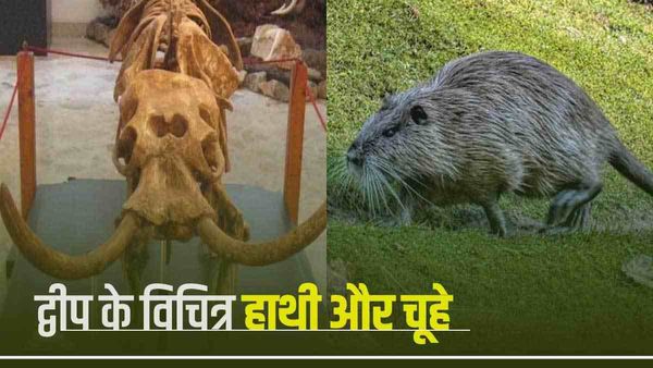 चूहे की साइज वाले 'हाथी'! Island पर दुनिया के विचित्र जीव, द्वीप से क्यों ले रहे विदा?