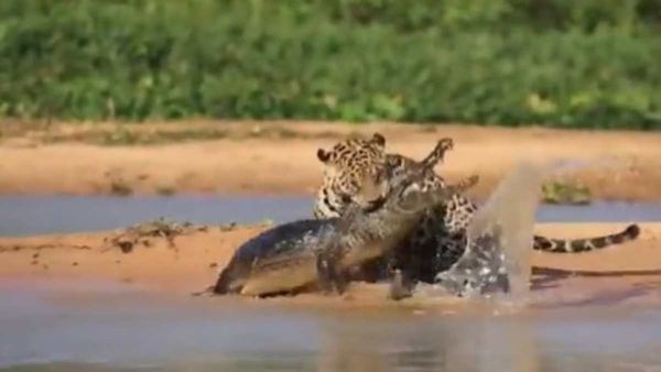 तालाब किनारे लेटे मगरमच्‍छ पर जगुआर का घात लगाकर हमला, बचने का एक मौका भी नहीं दिया, Video
