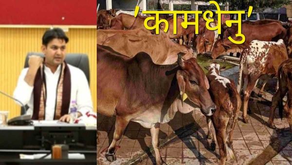 MP: गोशालाओं में गायों के साथ नहीं रखे जाएंगे नंदी, अलग से बनेंगी 'नंदी गोशालाएं'