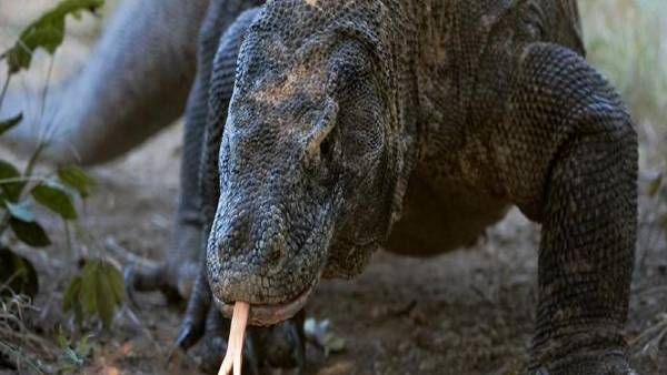 एक झपट्टे में हिरण को निगल गया खूंखार कोमोडो ड्रैगन, हैरान कर देगा ये वायरल वीडियो