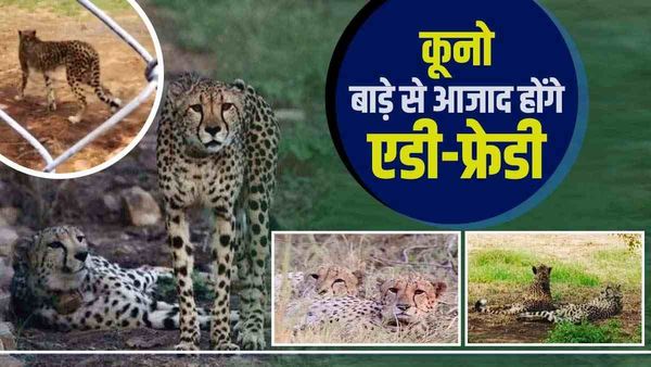 Cheetahs in Kuno: कूनो में जुड़वा चीते एडी-फ्रेडी बाड़े से आजाद होंगे, जंगल में छोड़ने की तैयारी
