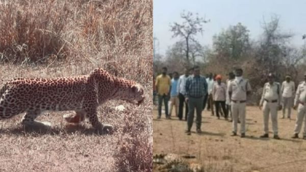 Damoh: शिकारी खुद यहां शिकार हो गया, करंट लगने से गाय-तेंदुआ की मौत