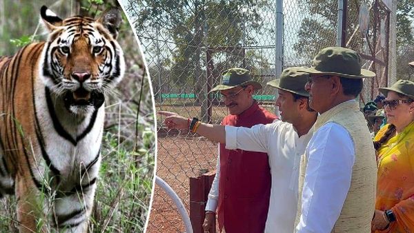 Madhav National Park: पन्ना से लाई गई तीसरी बाघिन, 10 दिनों तक बाघों के बीच बाड़े में रहेगी