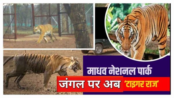 Madhav National Park: टाइगर का जोड़ा बाड़े से आजाद, खुले जंगलों पर अब ‘टाइगर्स का राज'