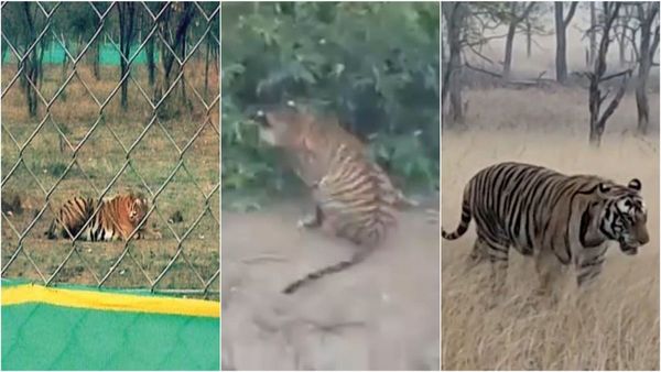 Madhav National Park: नर टाइगर को बाड़े से खुले जंगल में छोड़ा, मादा भी जल्द आजाद होगी
