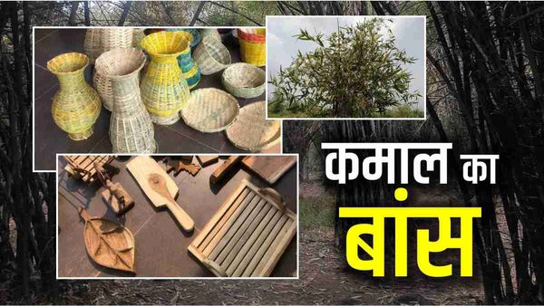 MP के किसानों की किस्मत बदलेगा बांस, फर्नीचर और घर बनाने की मिलेगी ट्रेनिंग
