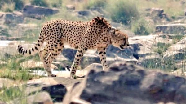 Kuno National Park: नामीबिया से लाए चीते की मौत, 5 वर्षीय साशा किडनी इन्फेक्शन की थी शिकार