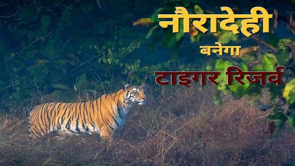 नौरादेही होगा मप्र का सातवां टाइगर रिजर्व, टाइगर प्रोजेक्ट की 50 वीं वर्षगांठ मिल सकता है तोहफा