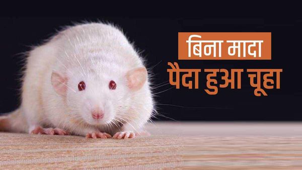 दो पिताओं वाला चूहा पैदा हुआ, वैज्ञानिकों ने नर कोशिकाओं से किया अंडा तैयार, इंसान के लिए भी भविष्यवाणी