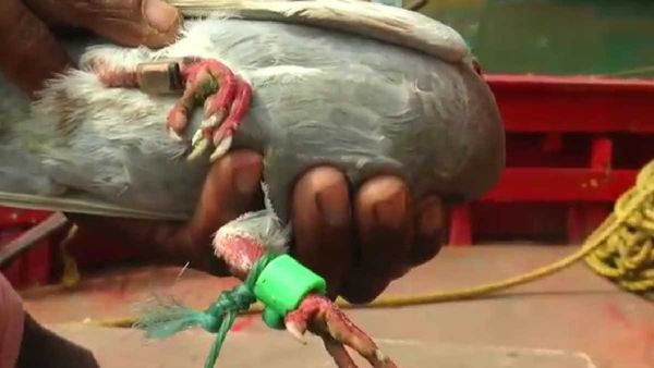 ओडिशा के पारादीप तट से पकड़ा गया संदिग्ध जासूस कबूतर, कैमरा और माइक्रोचिप फिट होने का संदेह