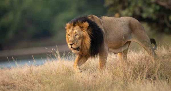 Gir Lions: गिर के जंगलों में सिंह हो रहे मृत्यु के शिकार, बीतें सालों में हुई हैं सैकड़ों मौतें