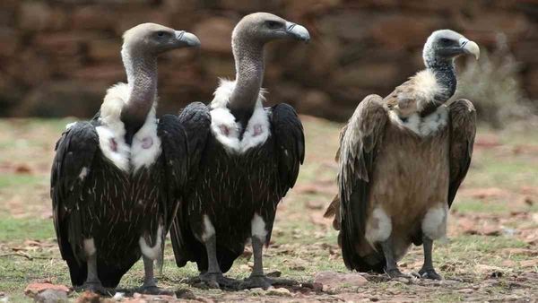 Vulture Population: जानें क्या महत्त्व है पर्यावरण बचाने में गिद्ध का, कैसे इन्हें बचा रही है सरकार