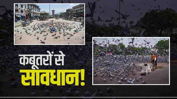 कबूतरों के पास रहने से किन बीमारियों का बढ़ा खतरा, जानें कहां दाना डालने पर लगेगा 500 रुपए जुर्माना ?