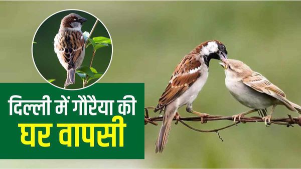 World Sparrow Day 2023: दिल्ली में गौरैया की बढ़ने लगी है संख्या, संरक्षण में शीला दीक्षित की बड़ी भूमिका