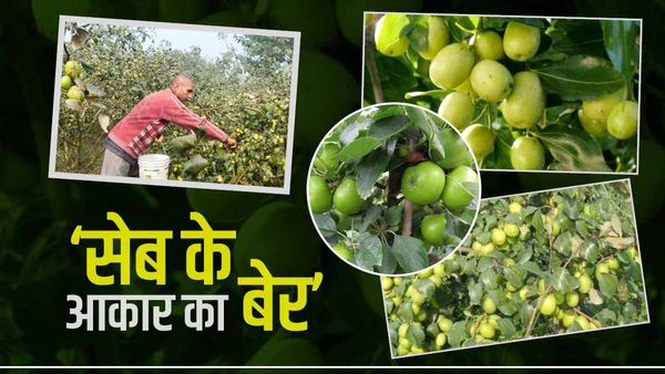 Apple Plum Farming In Bihar: बैर की खेती ने बदल दी किसान की तकदीर, लाखों रुपए कमा रहे मनोज