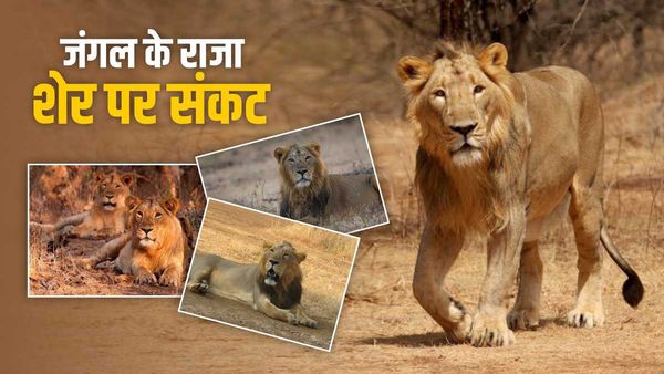 Gir National Park में पिछले दो साल में हो चुकी है 240 शेरों की मौत, गुजरात सरकार ने बताई वजह
