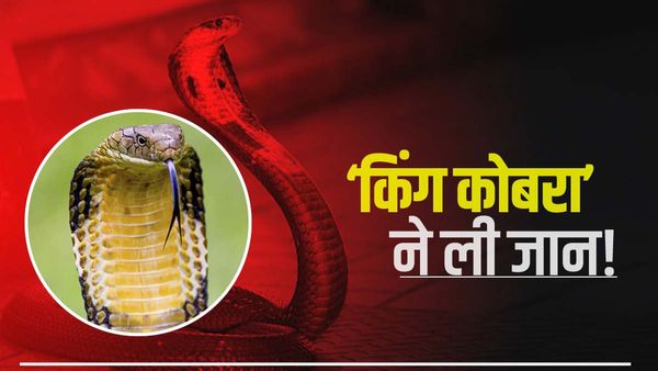 King cobra के साथ खेलना पड़ा युवक को महंगा, सांप को पकड़ दिखा रहा था करतब, चली गई जान