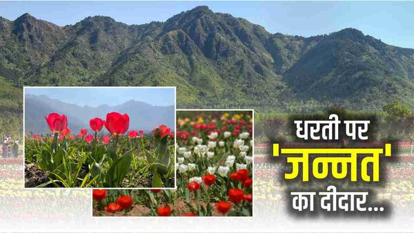 Srinagar Tulip Garden: धरती के जन्नत में एशिया का सबसे बड़ा गार्डन, पर्यटक इस दिन से दीदार कर सकेंगे